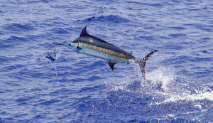 Gulf Proven Blue Marlin Long Sleeve Performance in Columbia Blue – Finco